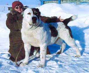 Сапсан